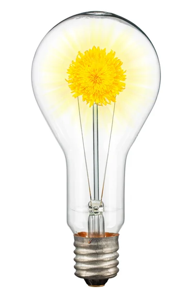 Light of nature, dandelion — Stock Photo, Image