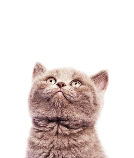 子猫 — ストック写真