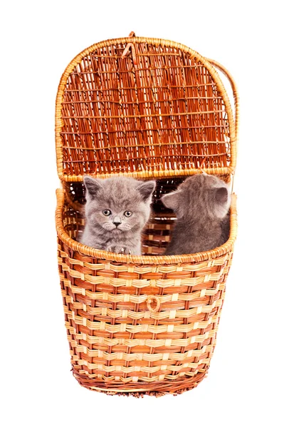 Кошенята в кошику — стокове фото