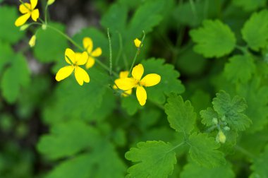 Chelidonium majus ( kan kökü ).