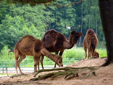 Three camels clipart