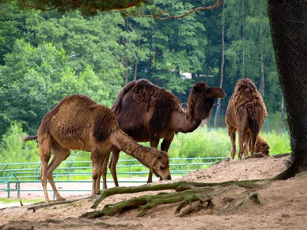 Três camelos — Fotografia de Stock