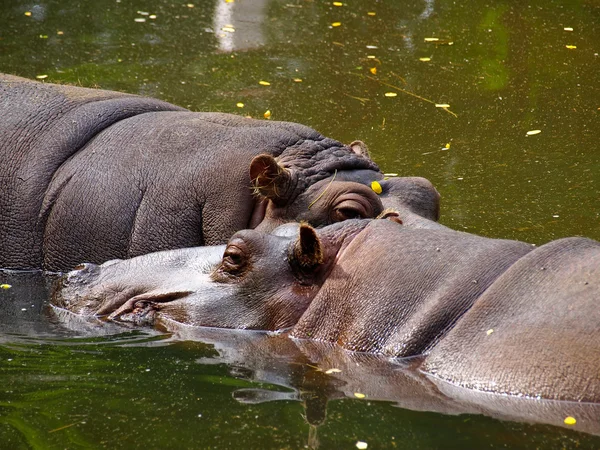 stock image Two hippopotamus