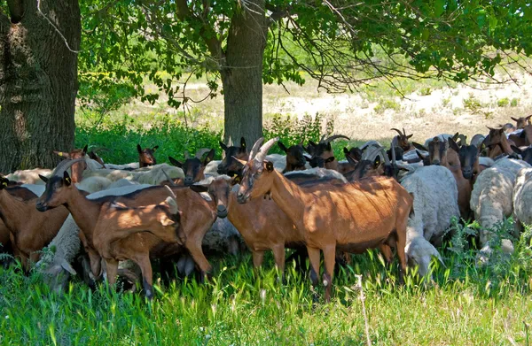 Стадо овец и коз — стоковое фото