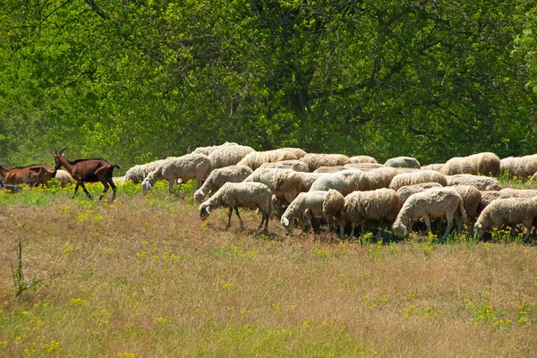 Rebanho de ovelhas e cabras — Fotografia de Stock