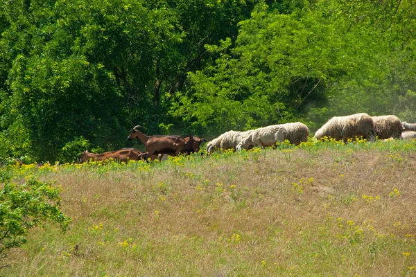 Herd of sheep and goats — Stock Photo, Image