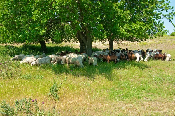 Стадо овец и коз — стоковое фото