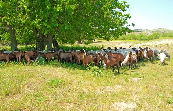 Kudde schapen en geiten — Stockfoto