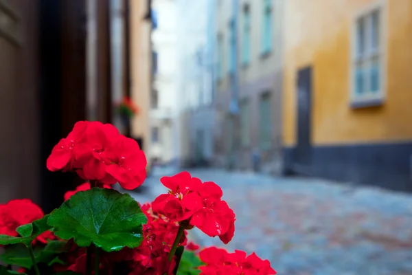 Stockholm, Suède. Roses dans la vieille ville — Photo
