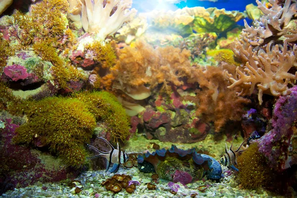 Undervattensliv. korallrev, fisk. — Stockfoto