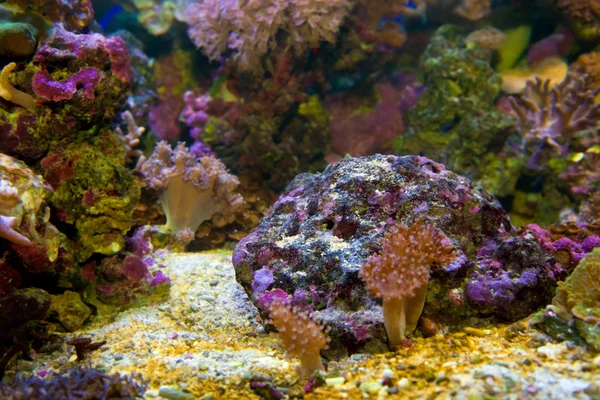 Undervattensliv. korallrev, fisk. — Stockfoto
