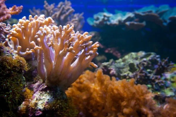 수 중 생활입니다. 산호초, 물고기. — 스톡 사진