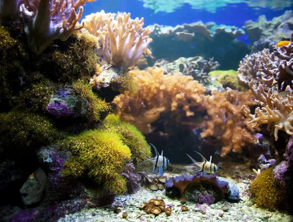 Vida submarina. Arrecife de coral, pescado . —  Fotos de Stock