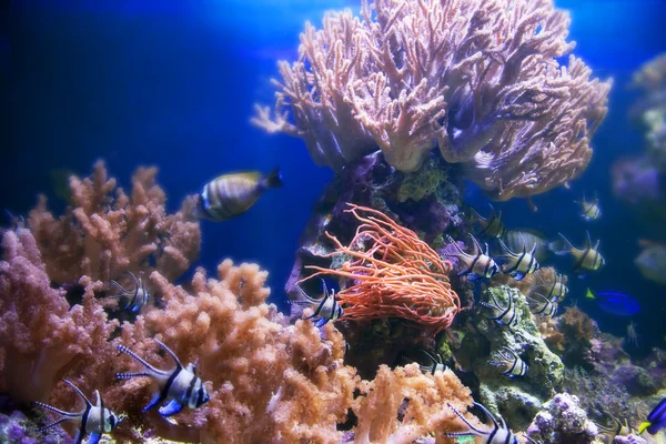 Vida submarina. Arrecife de coral, pescado . — Foto de Stock