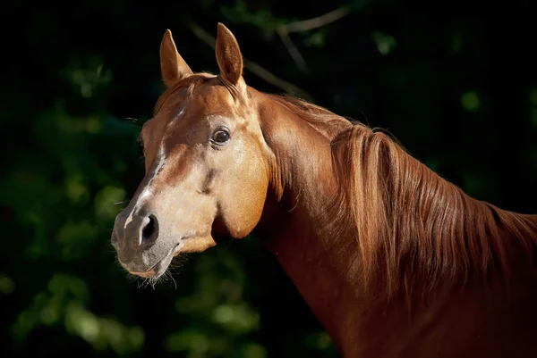 Retrato de caballo árabe rojo en la oscuridad — Foto de Stock