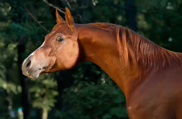 Rotes arabisches Pferdeporträt in dunkelgrün — Stockfoto