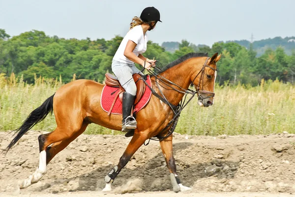 Dziewczyna jest jazda na koniu akhal-teke — Zdjęcie stockowe