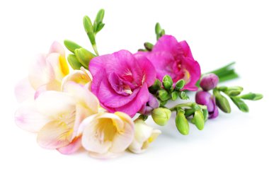 Freesia flowers clipart