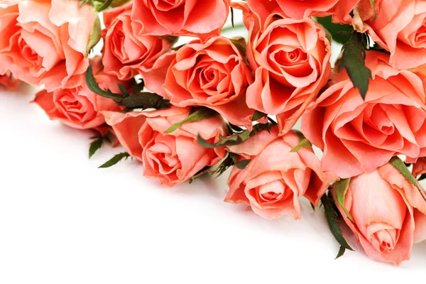 Rosas rosadas — Foto de Stock