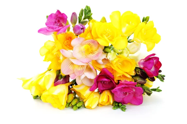 Kwiaty frezji — Zdjęcie stockowe