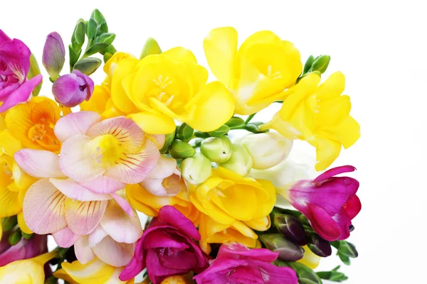 Frézie květiny — Stock fotografie