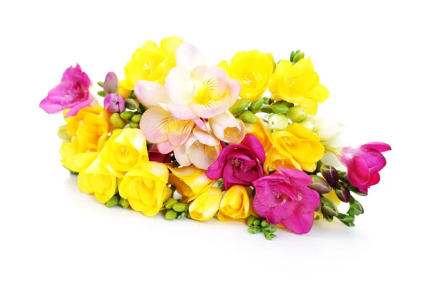 프리 지아 꽃 — 스톡 사진