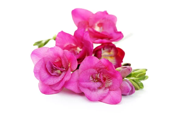 Freesia λουλούδια — Φωτογραφία Αρχείου