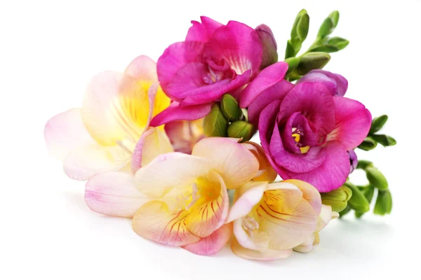 Flores de freesia —  Fotos de Stock