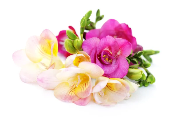 Kwiaty frezji — Zdjęcie stockowe