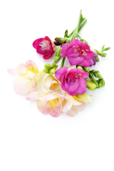 Freesia blommor — Stockfoto