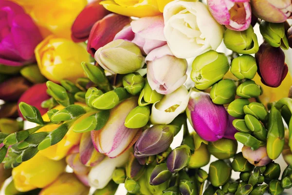 fresia bloemen s fresia s bloemen stockfoto 169 matka wariatka 5583707 fresia bloemen s fresia s bloemen stockfoto 169 matka wariatka 5583707