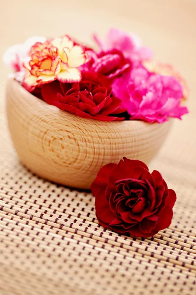 Carnations — Stock Photo, Image