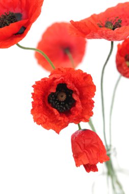 Red poppies clipart