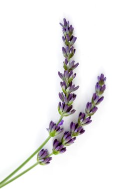 Lavender flowers clipart