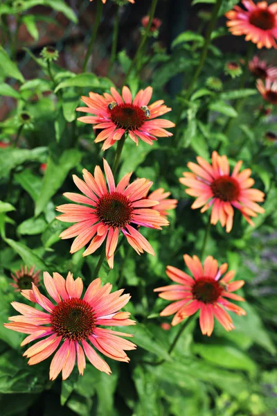 stock image Echinacea flowers