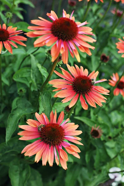 Stock image Echinacea flowers