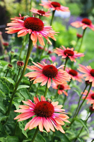 stock image Echinacea flowers