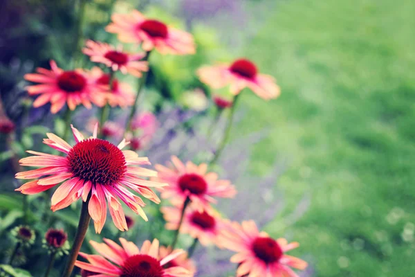 Flores de equinácea — Foto de Stock