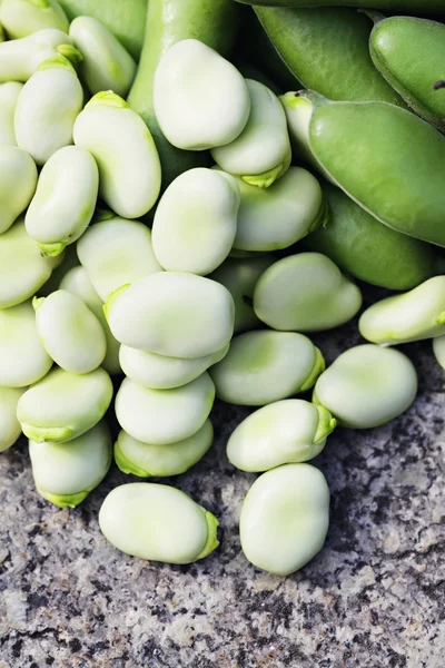 鲜蚕豆 — 图库照片