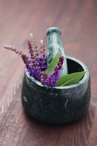 Salvia fresca — Foto Stock