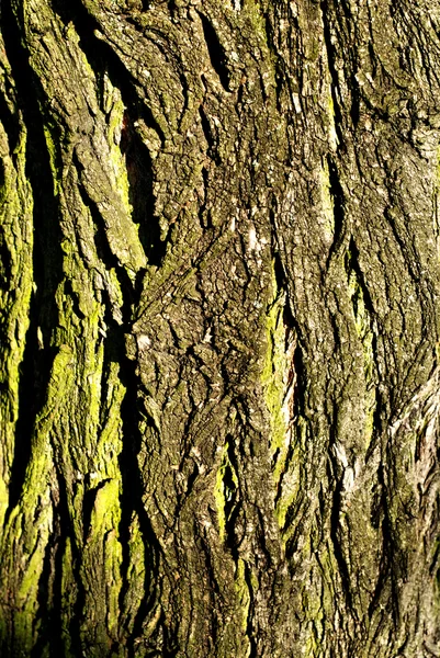 나무의 질감 — 스톡 사진