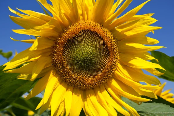 Large blooming sunflower — Stock Photo, Image
