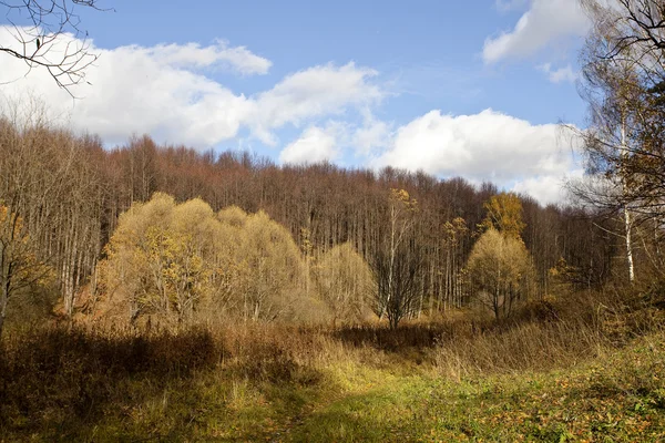 Floresta de outono em um dia brilhante — Fotografia de Stock