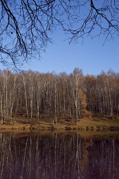 秋天的白桦树林反映在水中 — 图库照片