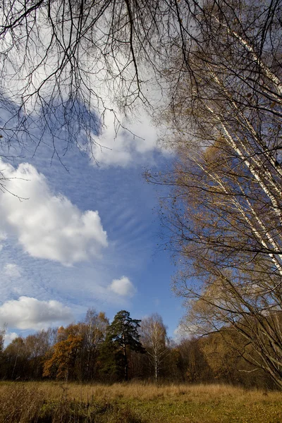 Herbstwald an einem hellen Tag — Stockfoto