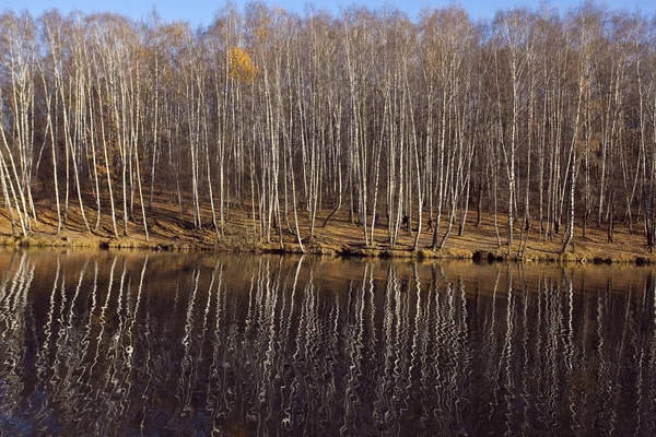 가 백 화 나무숲이 물에 반영 — 스톡 사진