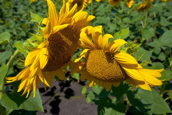 Two blooming sunflowers bowed to each other — Stock Photo, Image