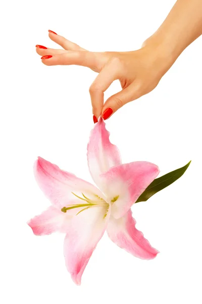 Hand innehav madonna lily — Stockfoto