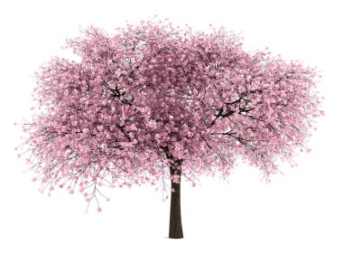 Sour cherry tree isolated on white background clipart