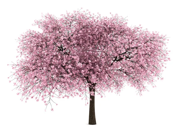 孤立在白色背景上的樱桃树 图库照片